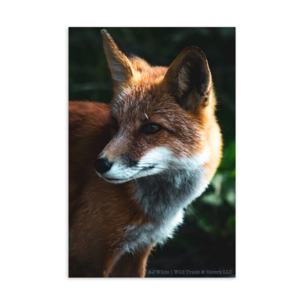standard-postcard-4x6-front-698ac3e4931c1.jpg Fox Close-Up Postcard