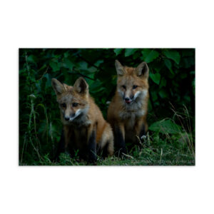 Kit Foxes Postcard