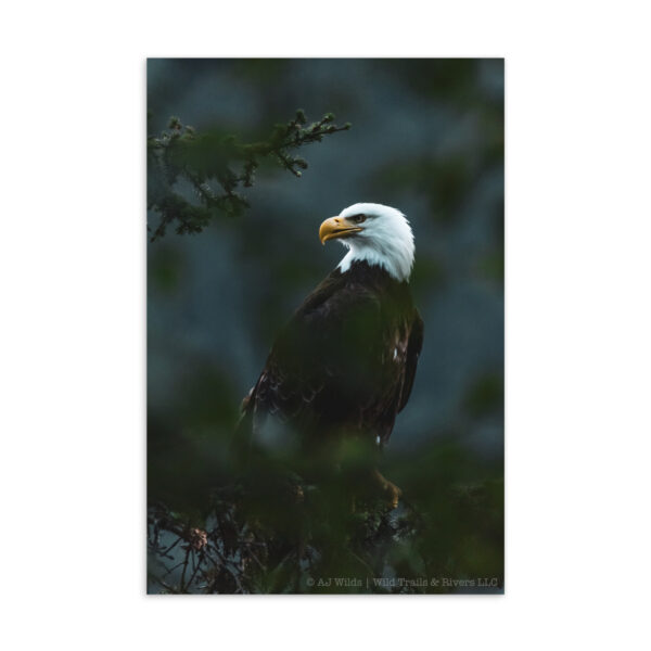 standard-postcard-4x6-front-698ac54824663.jpg Bald Eagle Postcard