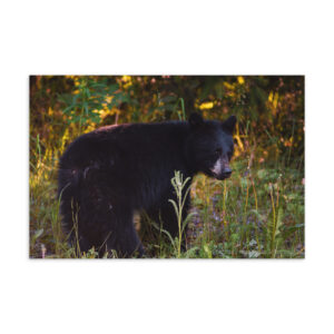 Black Bear Postcard