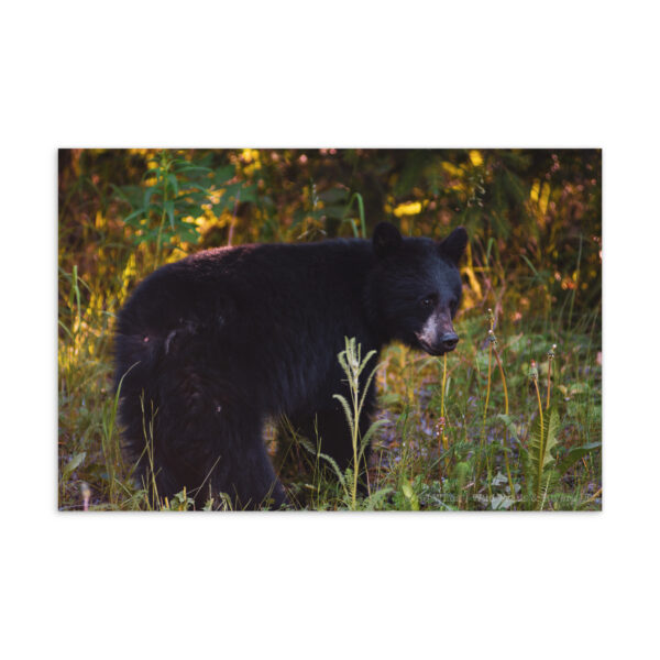 standard-postcard-4x6-front-698ac5e68e599.jpg Black Bear Postcard