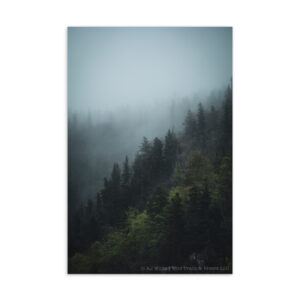 Fog & Trees Postcard