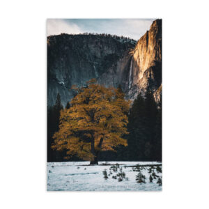Golden Leaves & Snow Postcard
