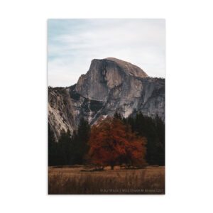 The Start of Autumn Postcard