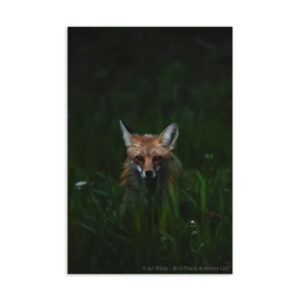 Foxes & Flowers Postcard