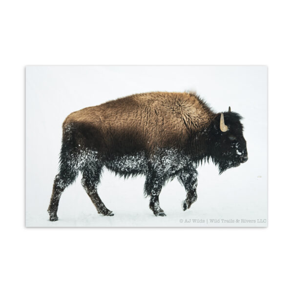 standard-postcard-4x6-front-698ace660dba3.jpg Bison Postcard