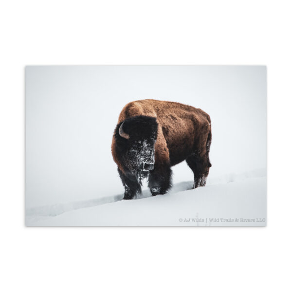 standard-postcard-4x6-front-698acedb0f7ff.jpg Snowy Bison Postcard
