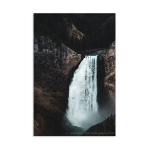 Lower Falls of the Yellowstone Postcard