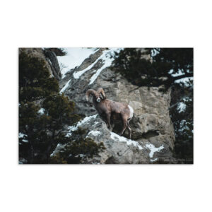 Bighorn Sheep Postcard