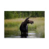 Moose Postcard