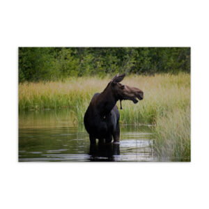 Moose Postcard