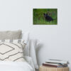 premium-luster-photo-paper-poster-in-12x18-front-6a3ce65fec40c.jpg Black Bear Eating Horsetail