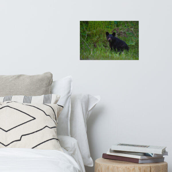 premium-luster-photo-paper-poster-in-12x18-front-6a3ce65fec40c.jpg Black Bear Eating Horsetail