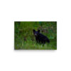 premium-luster-photo-paper-poster-in-12x18-front-6a3ce65fee52d.jpg Black Bear Eating Horsetail