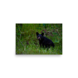 premium-luster-photo-paper-poster-in-12x18-front-6a3ce65fee52d.jpg Black Bear Eating Horsetail