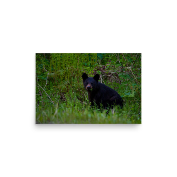 premium-luster-photo-paper-poster-in-12x18-front-6a3ce65fee52d.jpg Black Bear Eating Horsetail