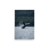 premium-luster-photo-paper-poster-in-12x18-front-6a3ce898782a7.jpg Breaching Whale