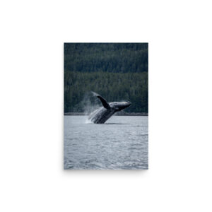 premium-luster-photo-paper-poster-in-12x18-front-6a3ce898782a7.jpg Breaching Whale