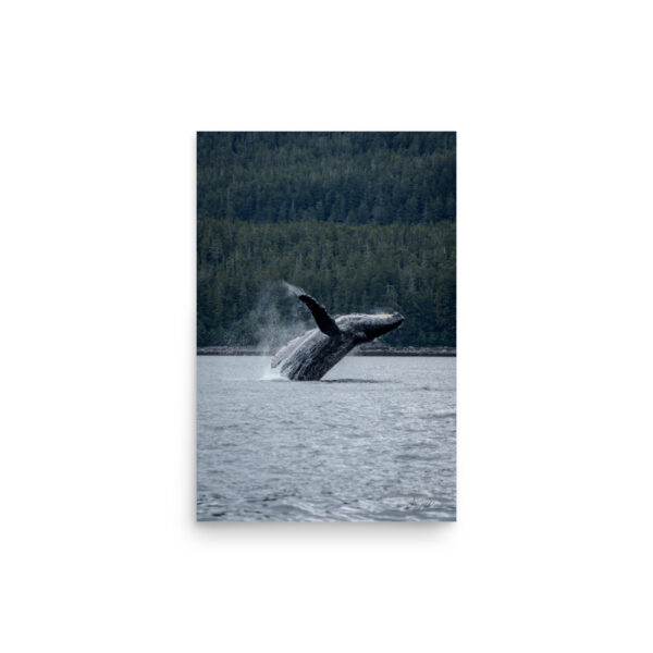 premium-luster-photo-paper-poster-in-12x18-front-6a3ce898782a7.jpg Breaching Whale