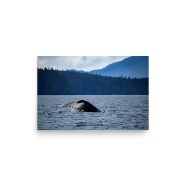 Whale Tail