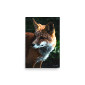premium-luster-photo-paper-poster-in-12x18-front-6a3cee94ecfda.jpg Fox