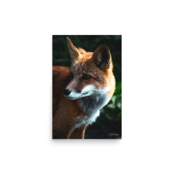 premium-luster-photo-paper-poster-in-12x18-front-6a3cee94ecfda.jpg Fox