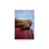 Sleeping Sealion
