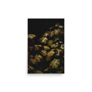 premium-luster-photo-paper-poster-in-12x18-front-6a3dffae1939b.jpg Devil's Club in Autumn