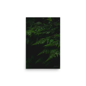 premium-luster-photo-paper-poster-in-12x18-front-6a3e00aa6be3c.jpg Raindrops on Ferns