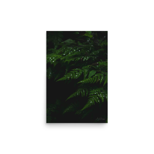 Raindrops on Ferns