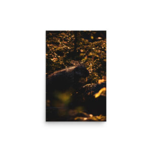 premium-luster-photo-paper-poster-in-12x18-front-6a3e01f4bf424.jpg Sunset Porcupine