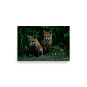 Fox Kits