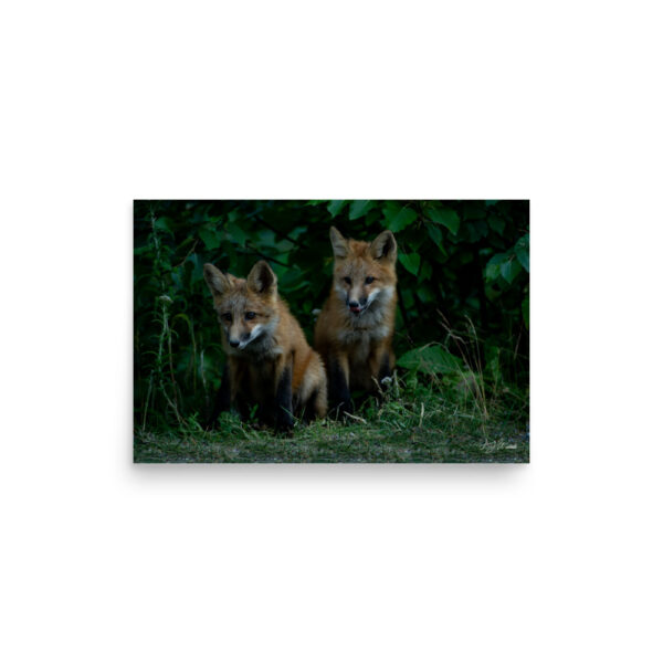 premium-luster-photo-paper-poster-in-12x18-front-6a3e357ce1f41.jpg Fox Kits