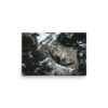 premium-luster-photo-paper-poster-in-12x18-front-6a3e3793e3378.jpg Bighorn Sheep