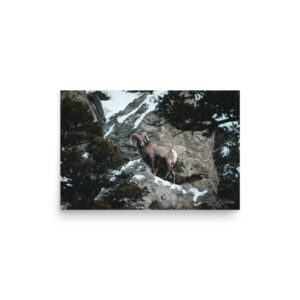 Bighorn Sheep