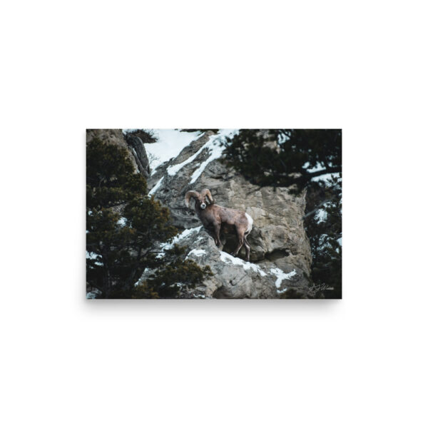 premium-luster-photo-paper-poster-in-12x18-front-6a3e3793e3378.jpg Bighorn Sheep