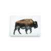 premium-luster-photo-paper-poster-in-12x18-front-6a3e37f8213d7.jpg Bison