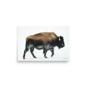 Bison