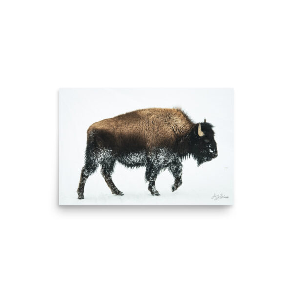 premium-luster-photo-paper-poster-in-12x18-front-6a3e37f8213d7.jpg Bison