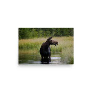 premium-luster-photo-paper-poster-in-12x18-front-6a3e384462f7a.jpg Moose