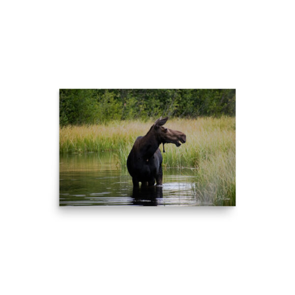 premium-luster-photo-paper-poster-in-12x18-front-6a3e384462f7a.jpg Moose