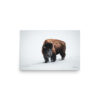 premium-luster-photo-paper-poster-in-12x18-front-6a3e3bd281066.jpg Bison in Snow