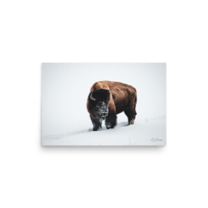 Bison in Snow