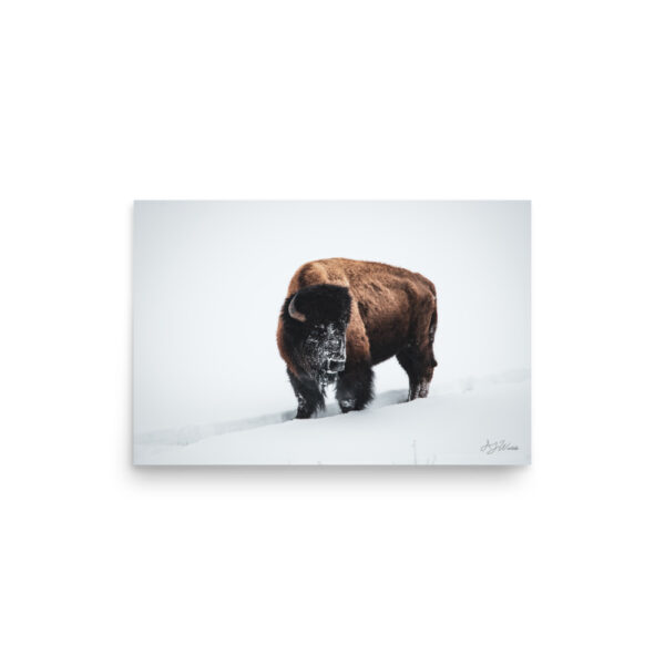 premium-luster-photo-paper-poster-in-12x18-front-6a3e3bd281066.jpg Bison in Snow