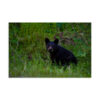premium-luster-photo-paper-poster-in-16x24-front-6a3ce65fef47d.jpg Black Bear Eating Horsetail