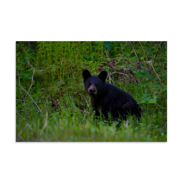 premium-luster-photo-paper-poster-in-16x24-front-6a3ce65fef47d.jpg Black Bear Eating Horsetail