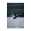 premium-luster-photo-paper-poster-in-16x24-front-6a3ce89878f92.jpg Breaching Whale