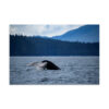 Whale Tail
