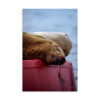 Sleeping Sealion