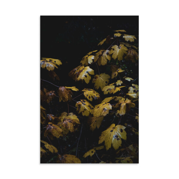 Devil's Club in Autumn